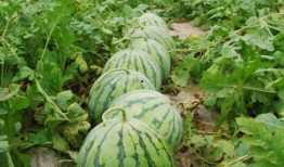 热门大瓜每日大赛 网红大瓜排行,网红排行揭秘，谁是今日瓜王？